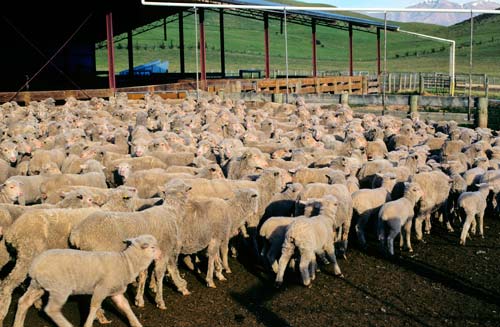 Sheep yards