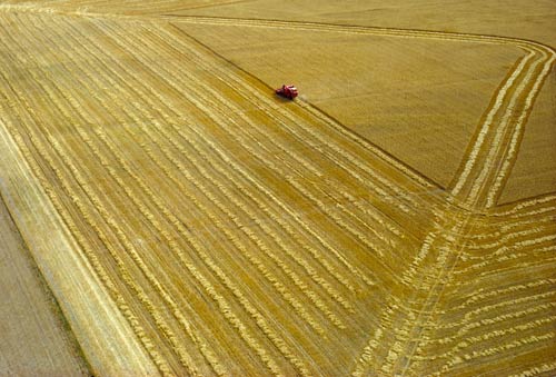 Wheat harvest, Canterbury