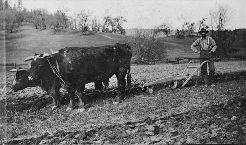 Bullocks and plough