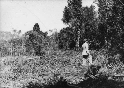 Land clearance in the North Island