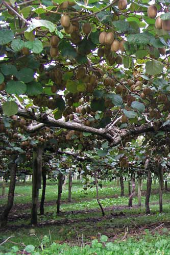 Kiwifruit vines