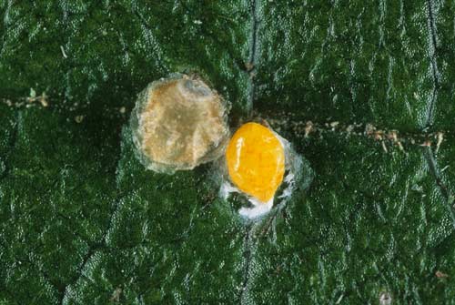 Greedy scale insects