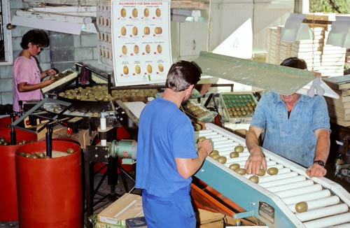 Sorting kiwifruit