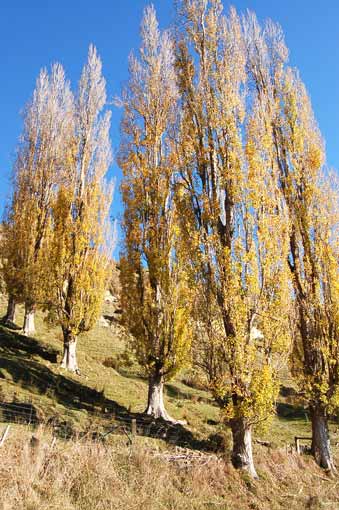 Poplars for erosion control