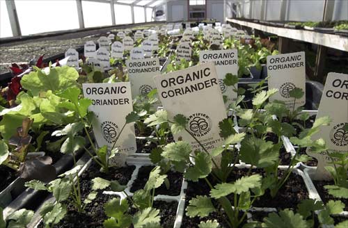Organic coriander