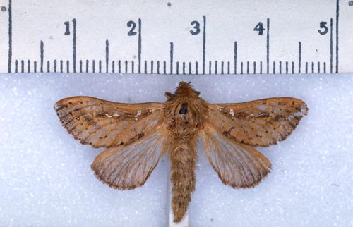 Porina moth 