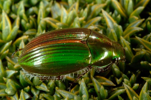 Mānuka beetle