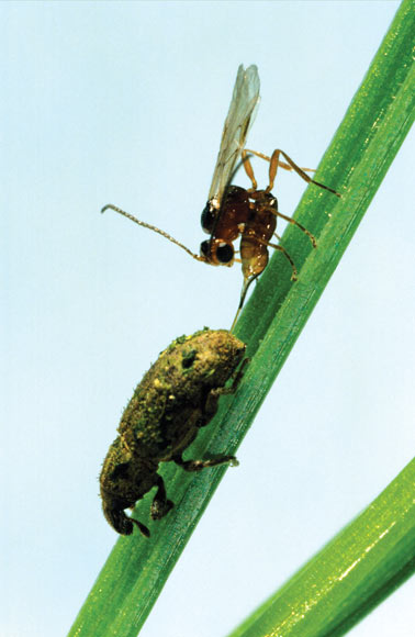 Argentine stem weevil