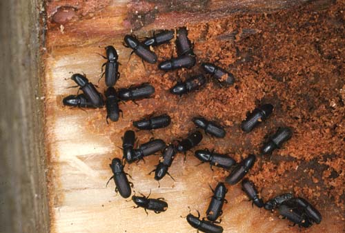 Black pine beetles