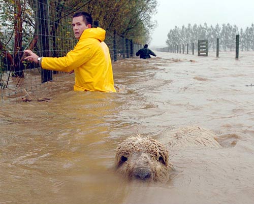 Rescuing stock from flood water