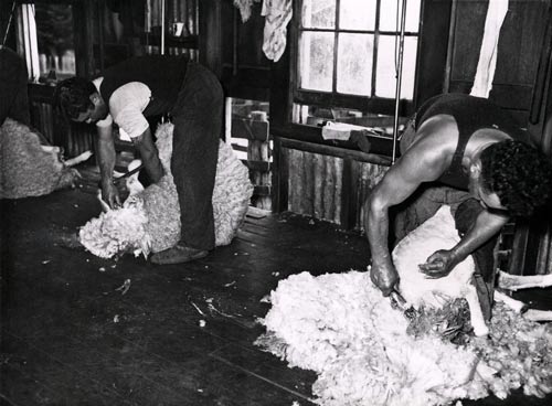 Machine shearing