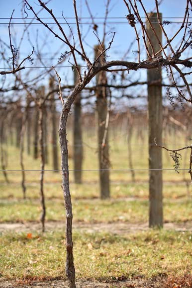 Grapevines on wire trellises, Hastings