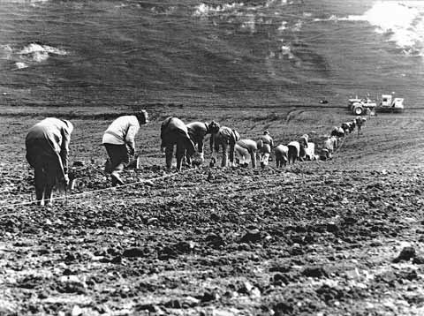 Planting a vineyard in Marlborough, 1973