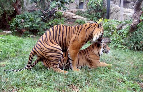 Sumatran tigers mating