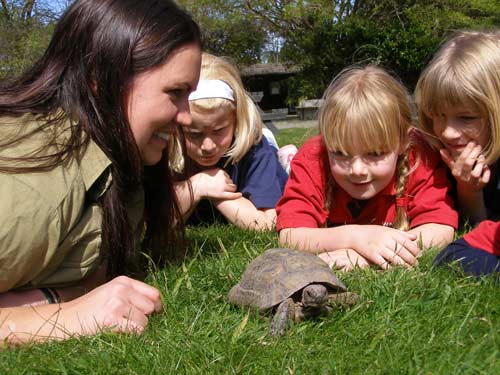 Tortoise encounter