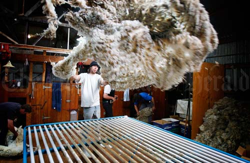 Wool handler at work 