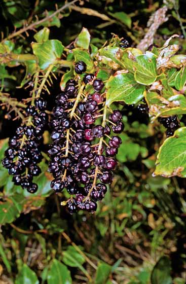 Tutu berries