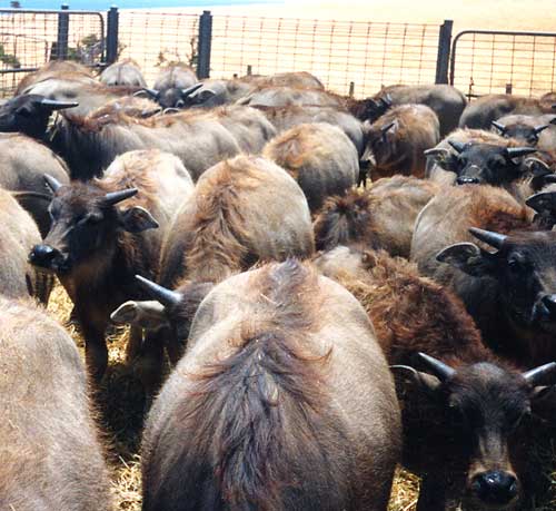 Buffalo importation
