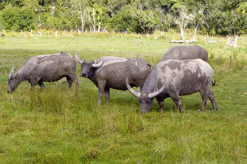 Wallowing swamp buffaloes