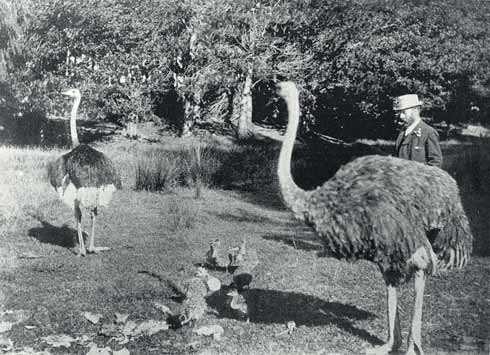 George King and ostriches, 1893