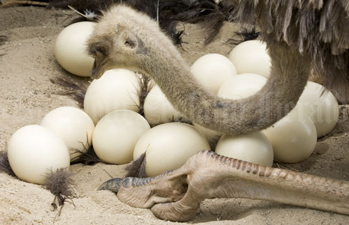 Ostrich and eggs