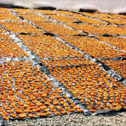 Drying apricots 