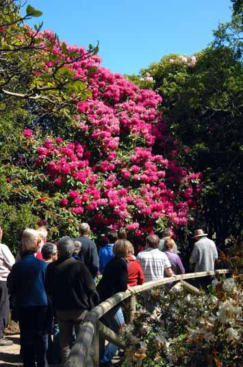 Rhododendron dell, Dunedin Botanic Garden 