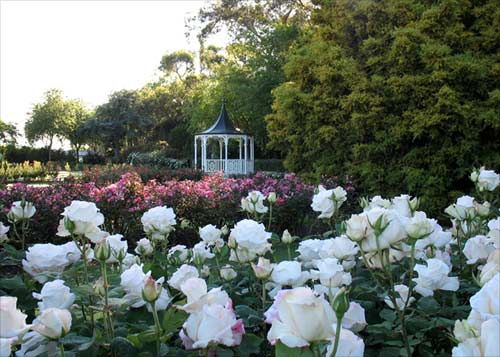 Dugald McKenzie Rose Garden, Palmerston North