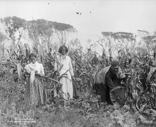 Gathering maize 