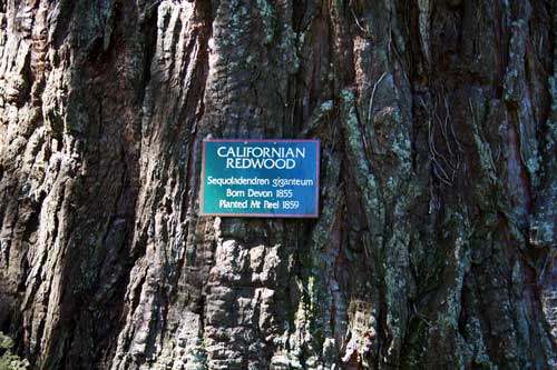 Californian redwood, Mt Peel garden