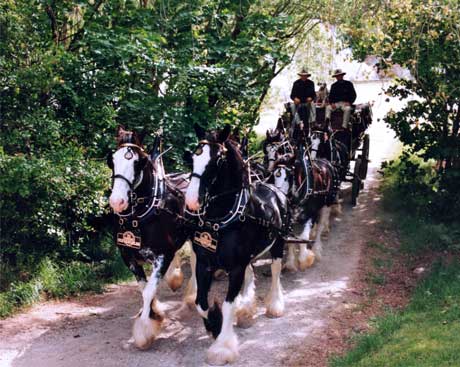 Pirongia Clydesdales