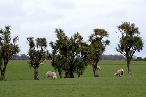 Cabbage trees in a paddock