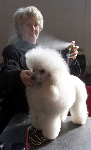 Grooming a poodle