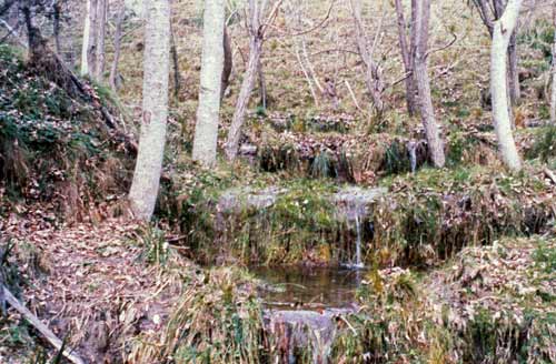 Pair planting of poplars