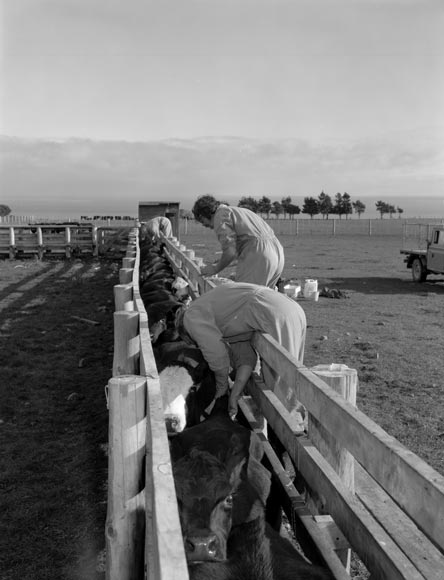 Veterinary technicians testing cattle