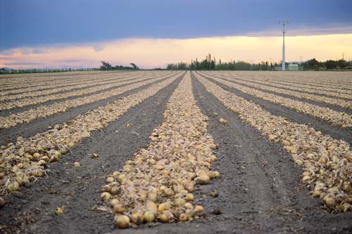Harvested onions curing in the field