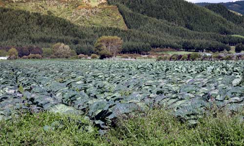 Cabbages growing near Levin 