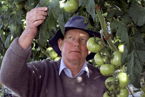 Nelson tomato grower