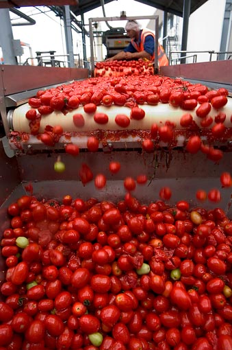 Processing tomatoes