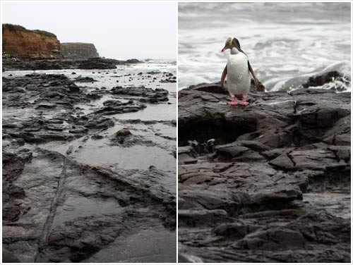 Fossilised forest, Curio Bay