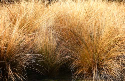 Red tussock