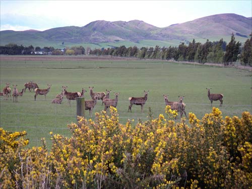 Deer farming