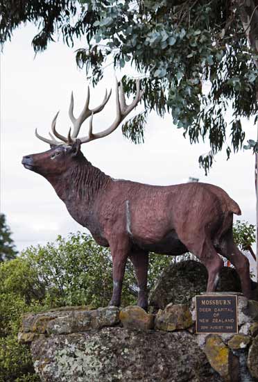 Mossburn, deer capital