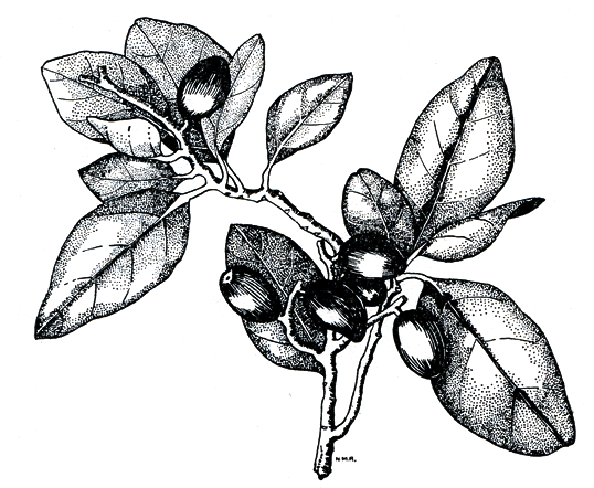 Karaka, Corynocarpus laevigatus, leaves and berries