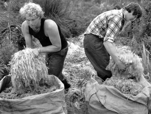 Harvesting sphagnum moss 