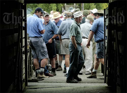 New Zealand farmers at a stock sale