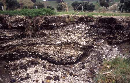 Midden at Waiotahe