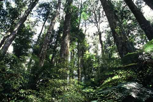 North Island conifer-broadleaf forest