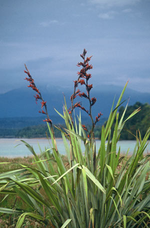 New Zealand flax 