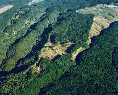 Kāingaroa Forest showing recently logged area